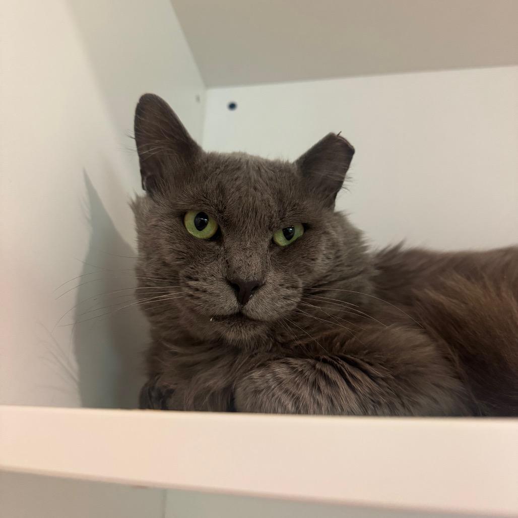 Enlarge Smelly Cat, a Adoptable Domestic Long Hair in Buellton, CA image 1/2