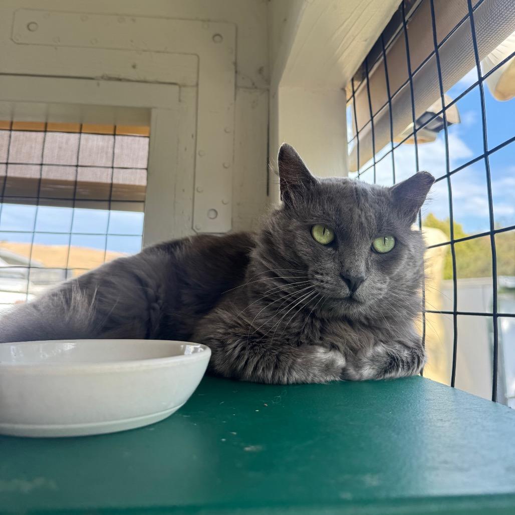 Enlarge Smelly Cat, a Adoptable Domestic Long Hair in Buellton, CA image 2/2