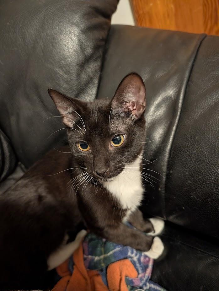 Cabbage, ADOPTABLE, Young Female Domestic Short Hair.