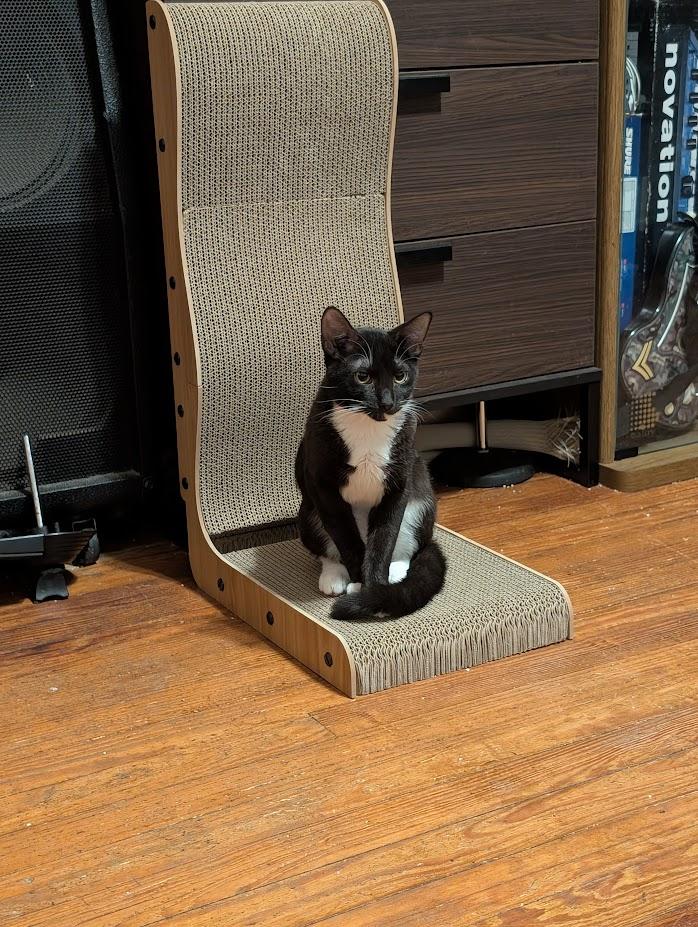 Enlarge Cabbage, a ADOPTABLE Domestic Short Hair in Nottingham, MD image 2/3