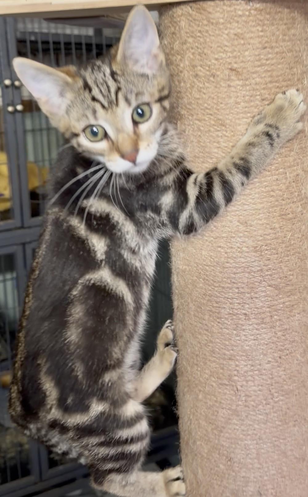 Swayze, an adopted mixed breed in Springfield , MA image 2/6