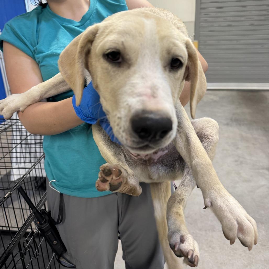 Blondie, Adoptable, Puppy Male Mixed Breed.