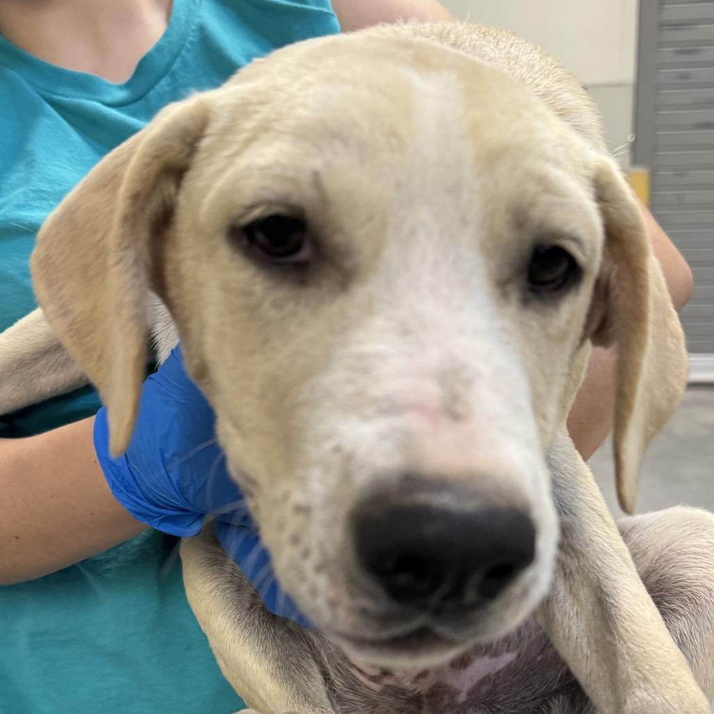 Enlarge Blondie, a Adoptable Mixed Breed in Las Cruces, NM image 2/3