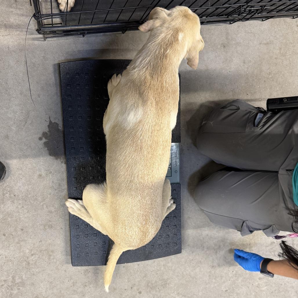 Enlarge Blondie, a Adoptable Mixed Breed in Las Cruces, NM image 3/3