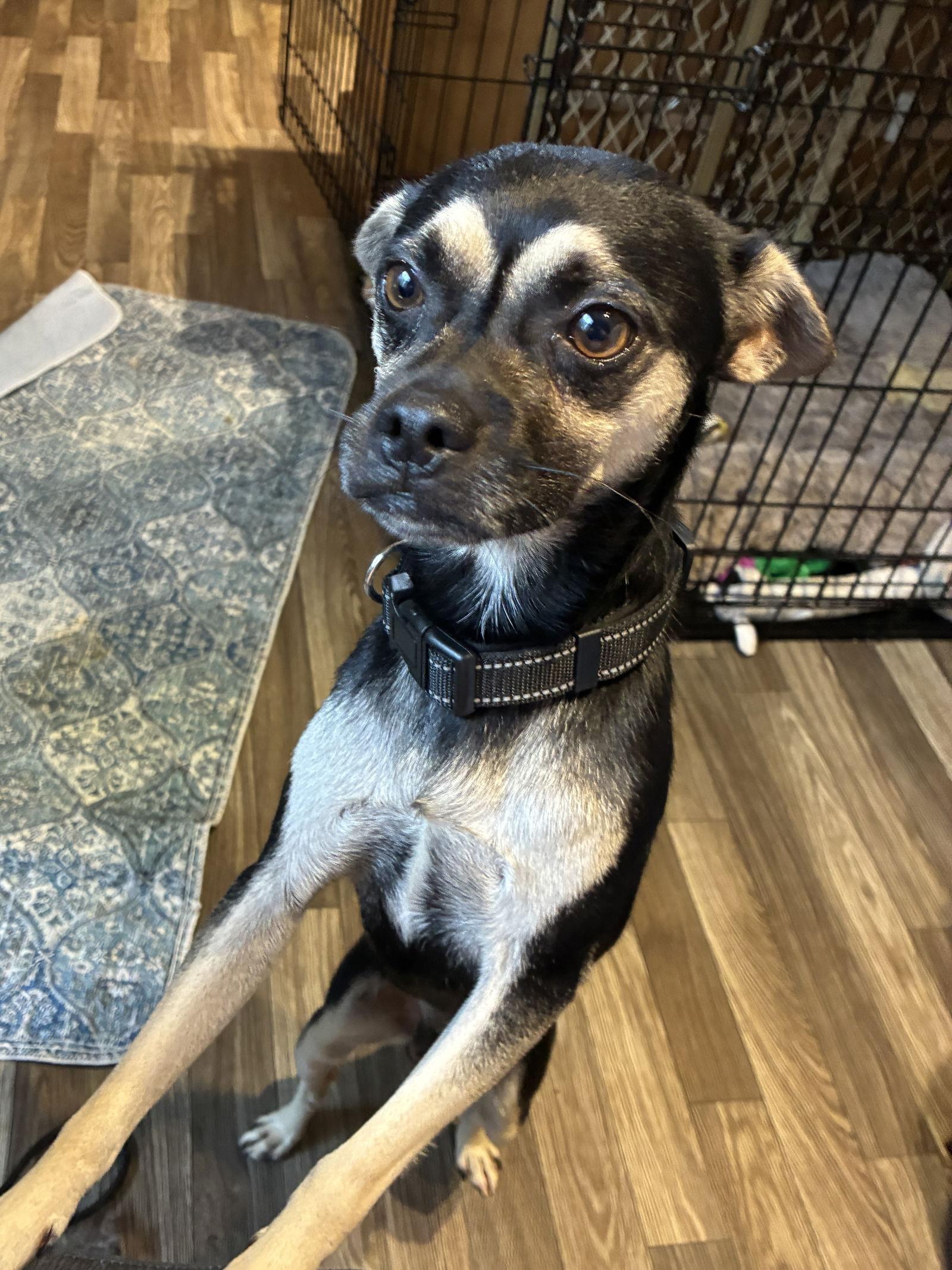Charlie, Adoptable, Adult Male Terrier & Pug.