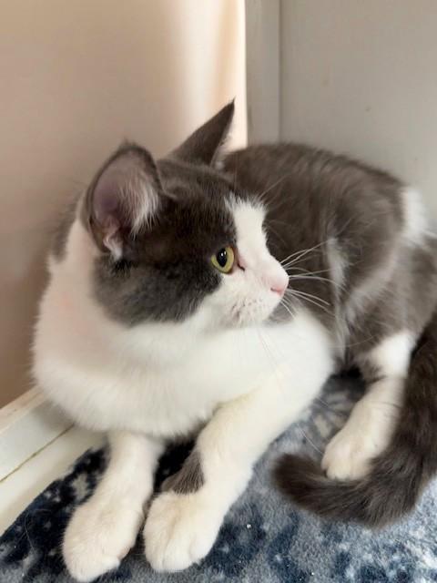 Miss Meow, a Adoptable Domestic Short Hair in Medina, OH image 2/2