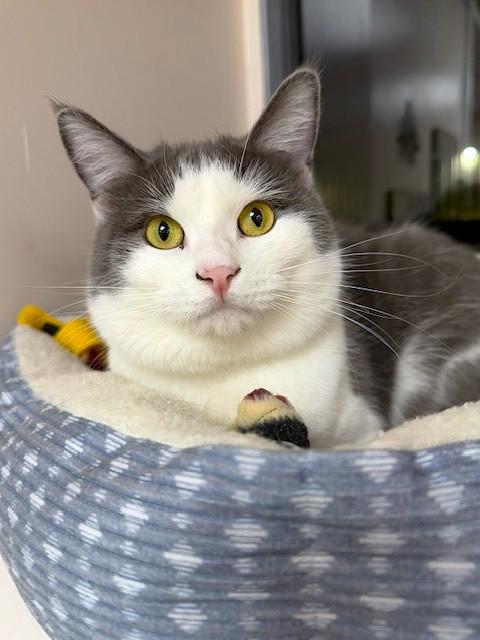 Miss Meow thumbnail 2