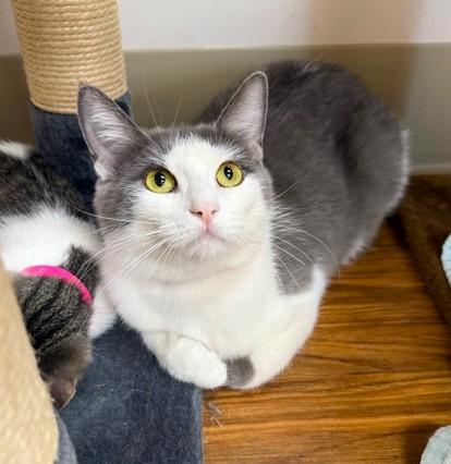 Miss Meow, Adoptable, Adult Female Domestic Short Hair.