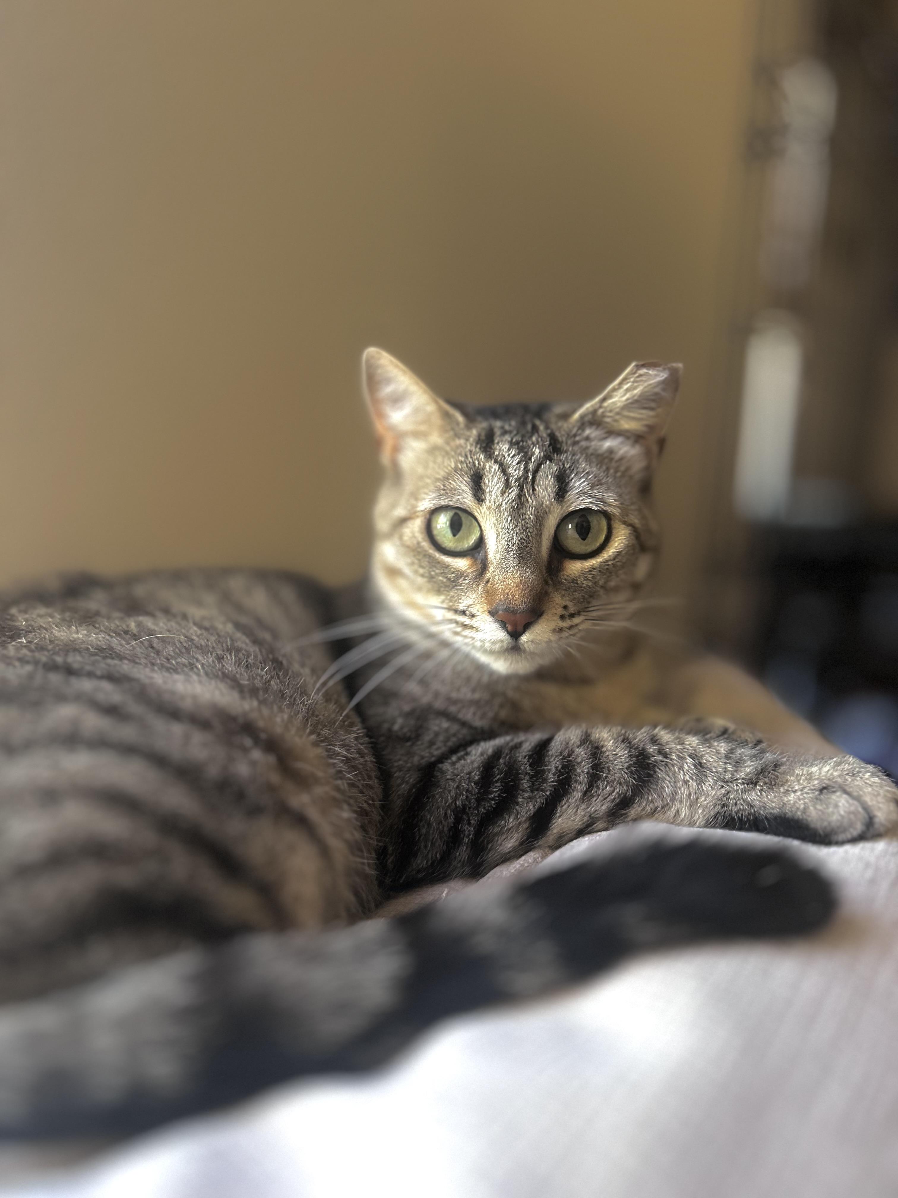 Lexa (serene / gentle / independent), a Adoptable mixed breed in San Jose, CA image 1/3