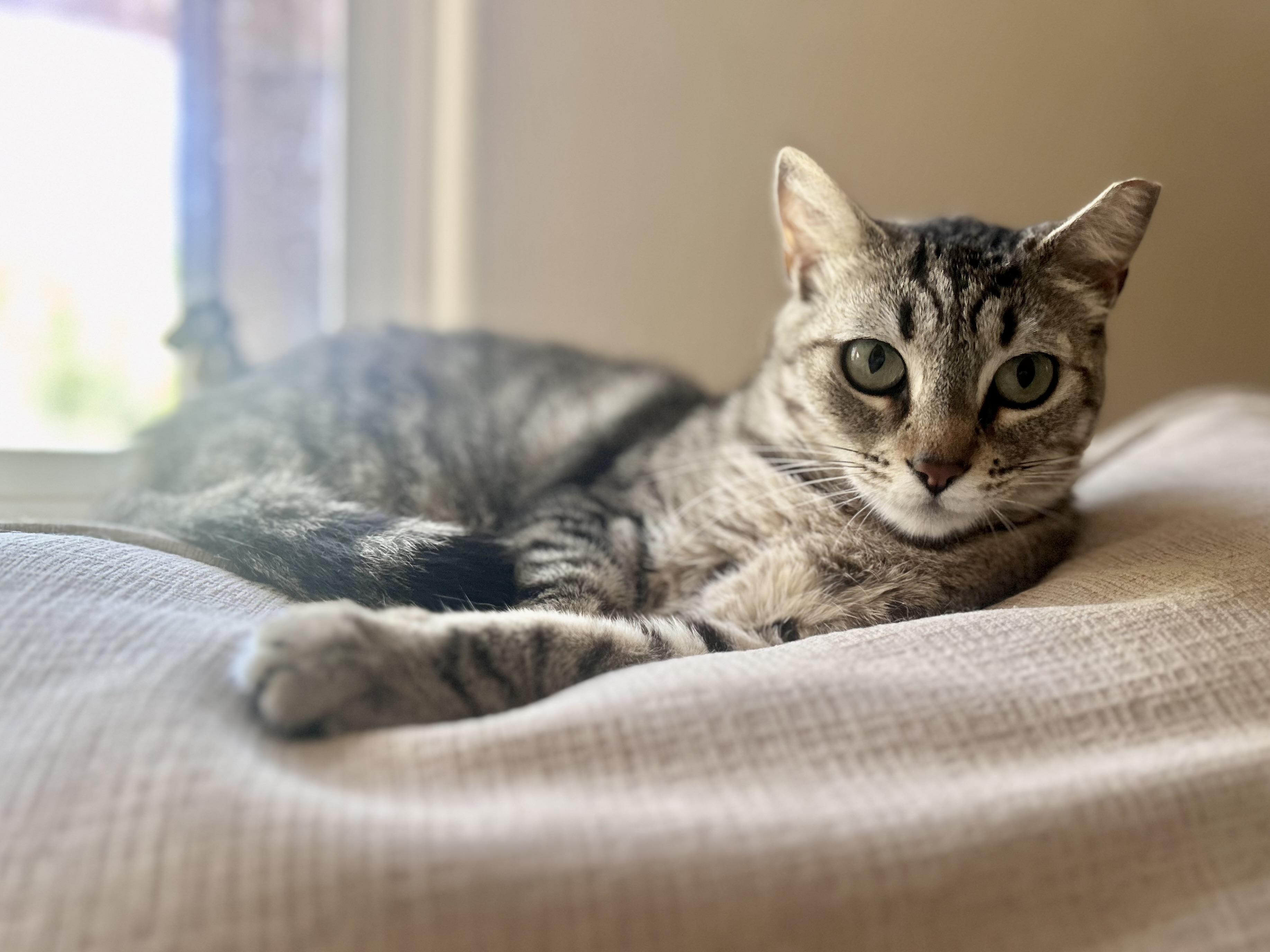 Lexa (serene / gentle / independent), a Adoptable mixed breed in San Jose, CA image 2/3