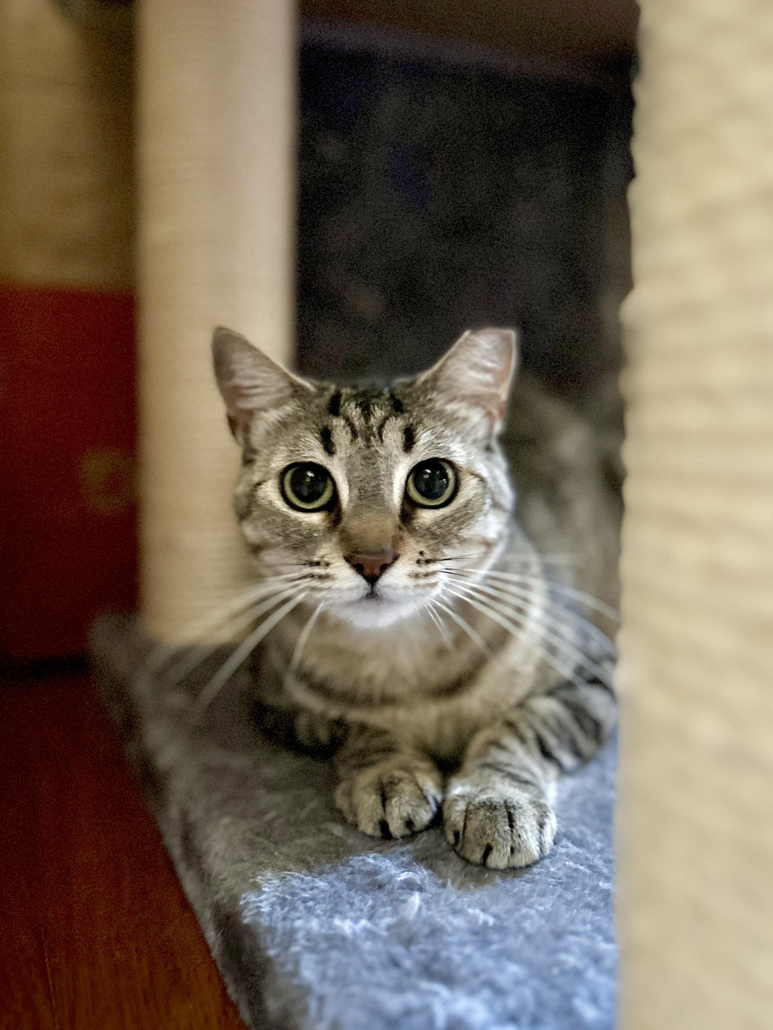 Lexa (serene / gentle / independent), a Adoptable mixed breed in San Jose, CA image 3/3