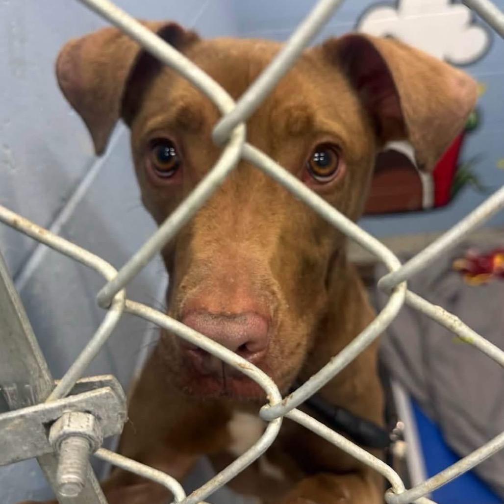 Alfred, Adoptable, Young Male Vizsla.