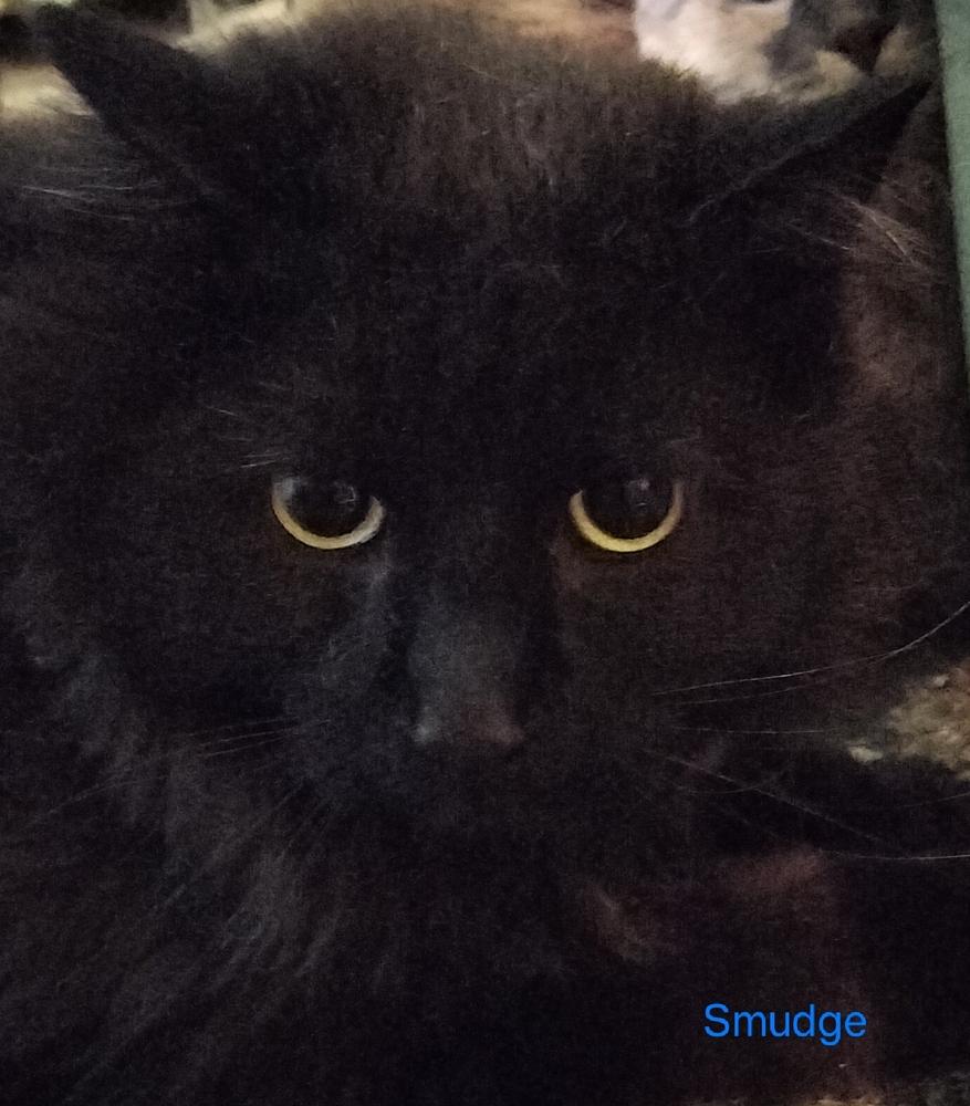 Enlarge Smudge, a Adoptable Domestic Short Hair in Boone, CO image 1/1