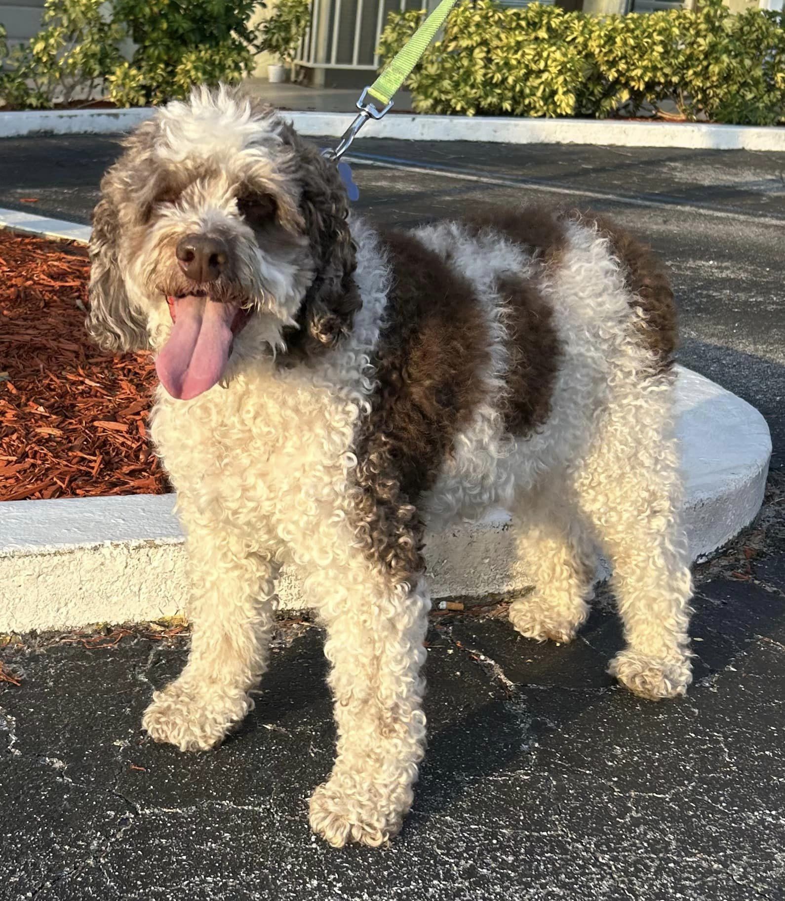 BooBoo, Senior Male Cockapoo