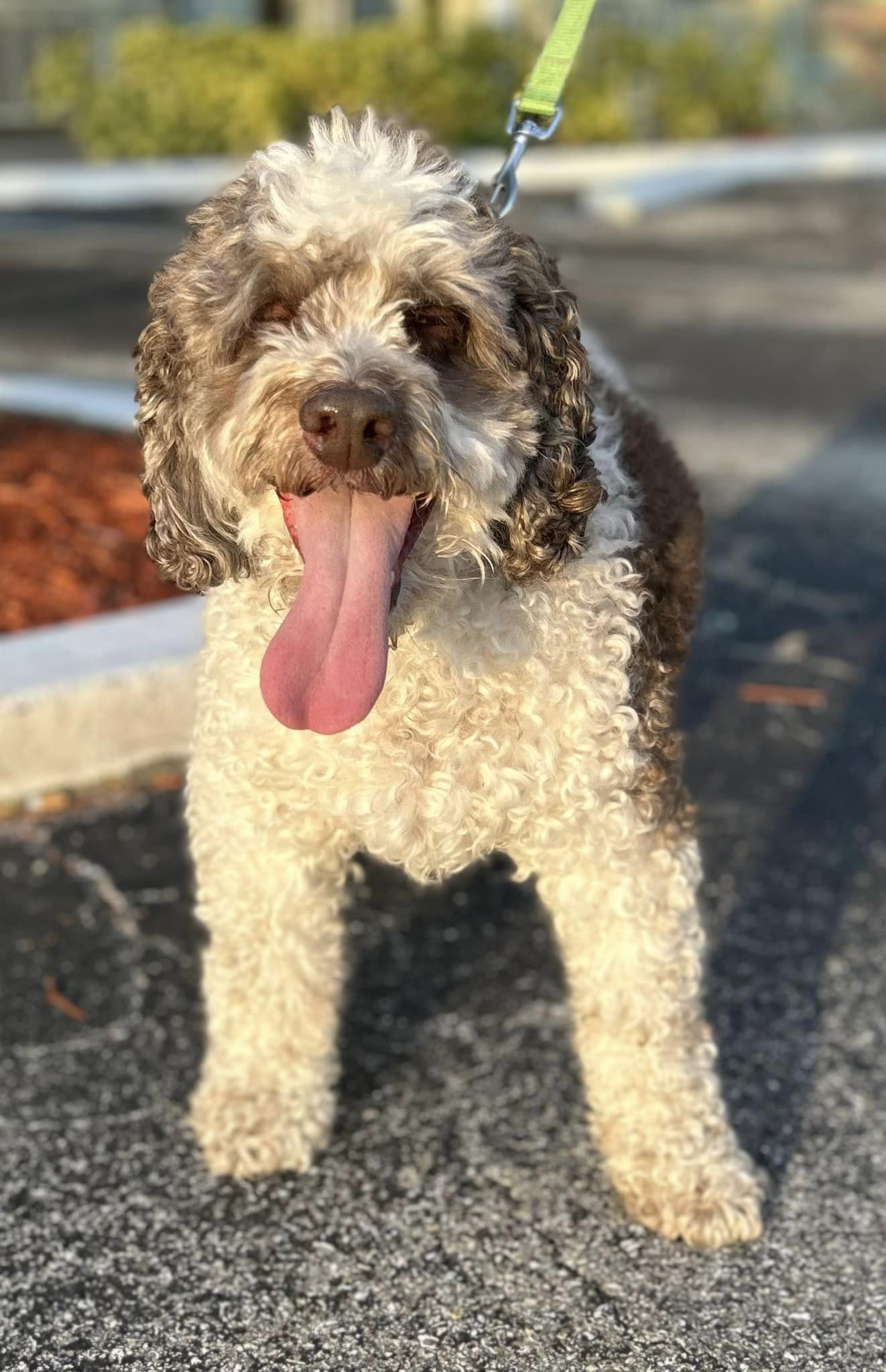 BooBoo, a Adoptable Cockapoo in Cape Coral, FL image 2/6