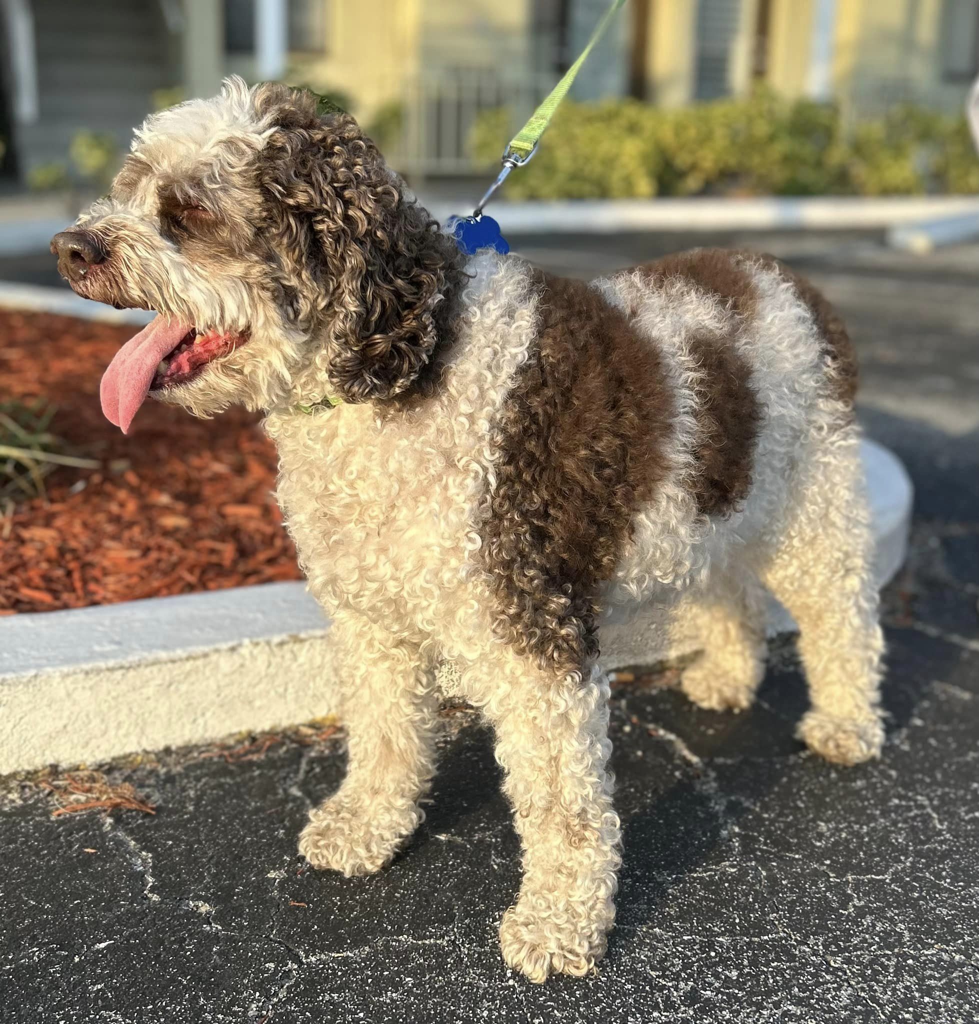 BooBoo, a Adoptable Cockapoo in Cape Coral, FL image 3/6