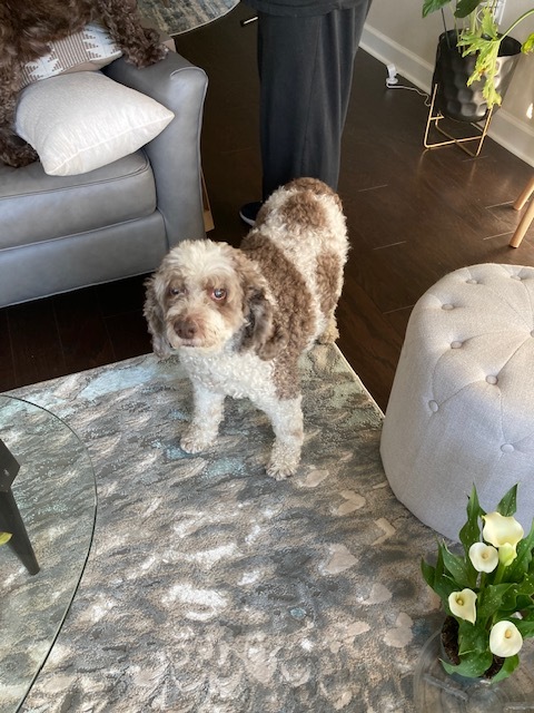 BooBoo, a Adoptable Cockapoo in Cape Coral, FL image 6/6