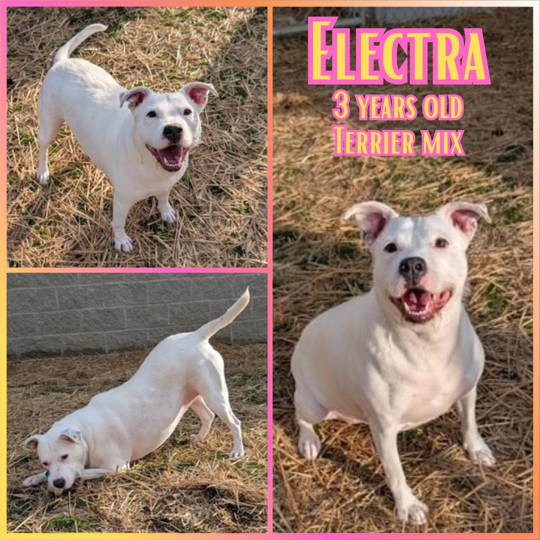 Electra, adoptable, Adult Female Pit Bull Terrier.