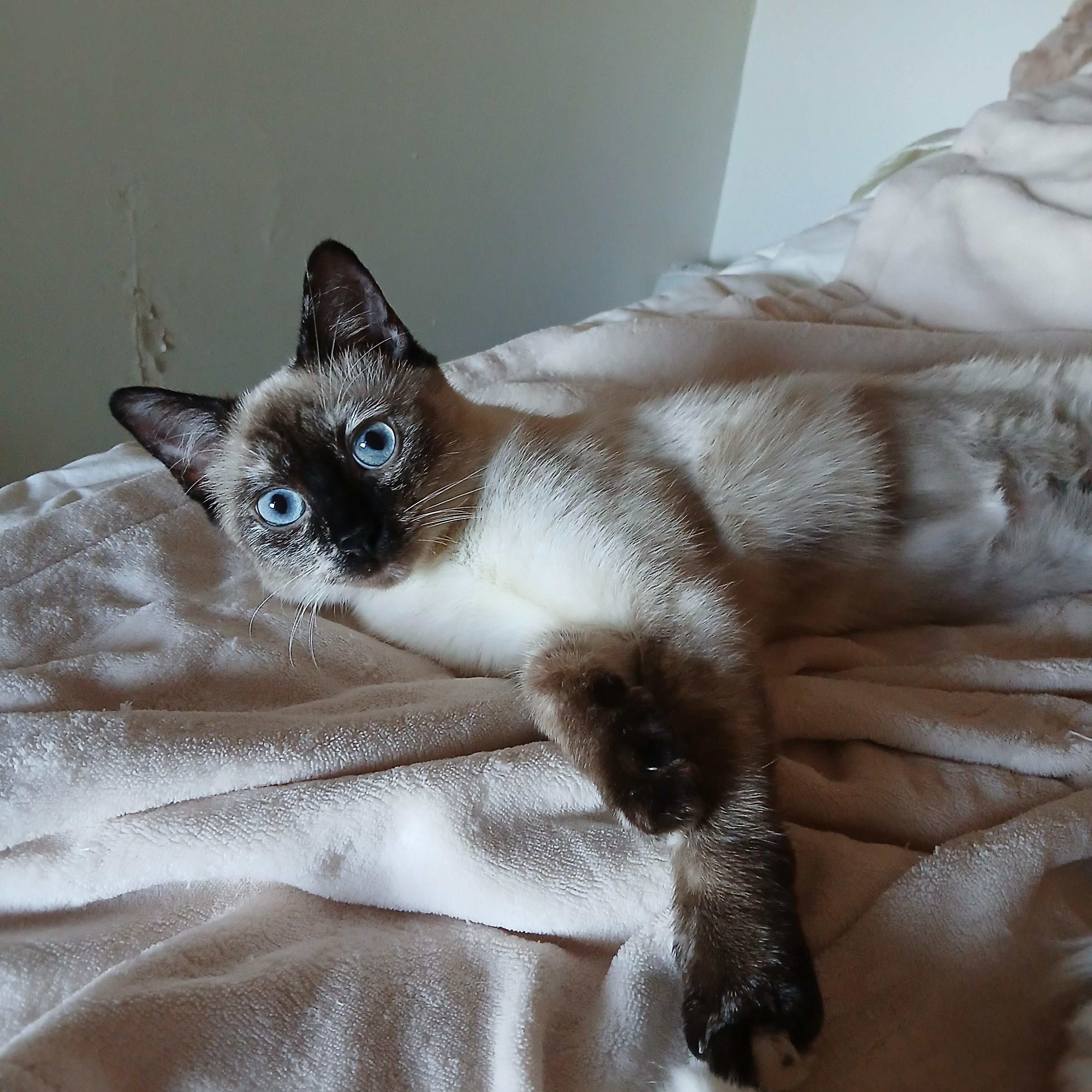 Enlarge Lulu (Siamese), a ADOPTABLE Siamese in Fairfax, VA image 3/3