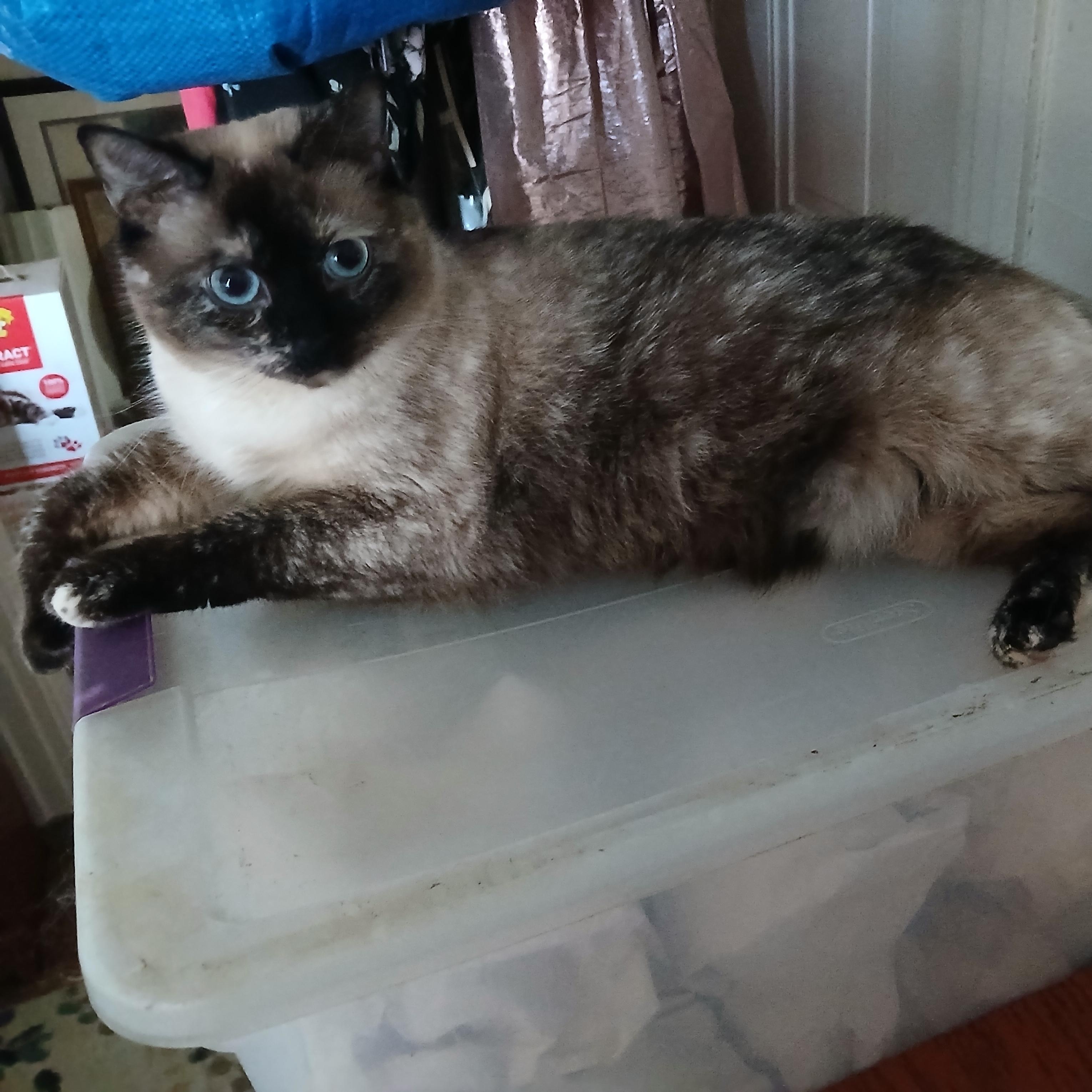 Enlarge Lulu (Siamese), a ADOPTABLE Siamese in Fairfax, VA image 2/3