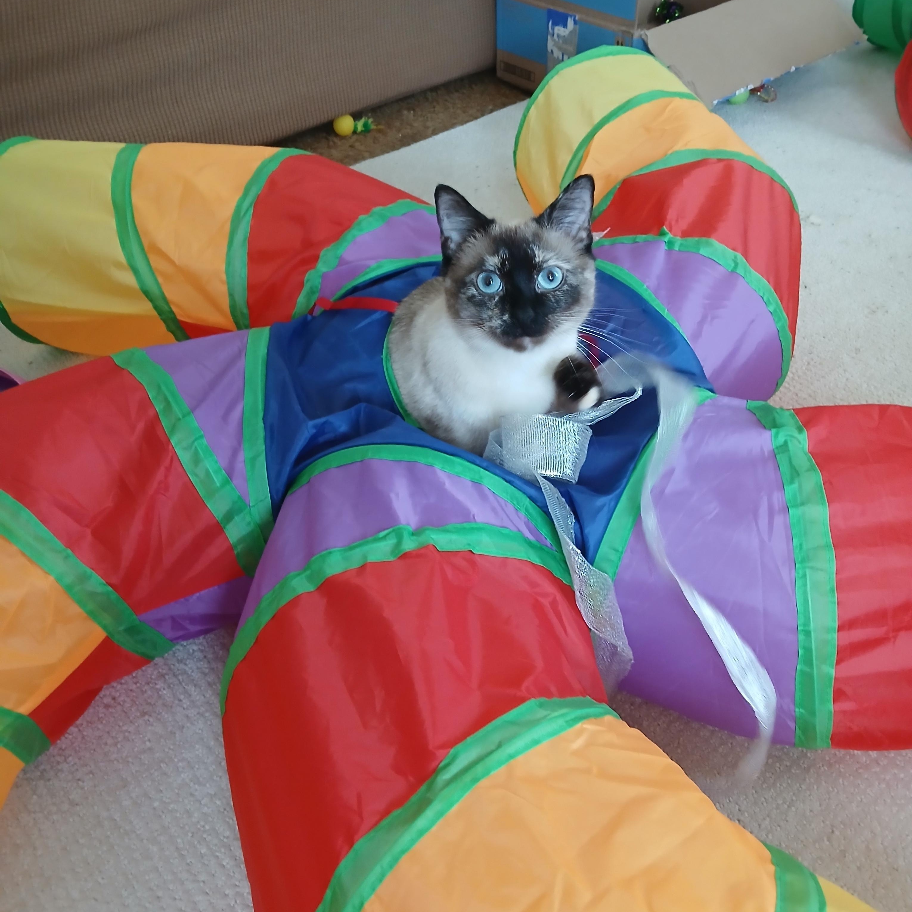 Lulu (Siamese), ADOPTABLE, Young Female Siamese.