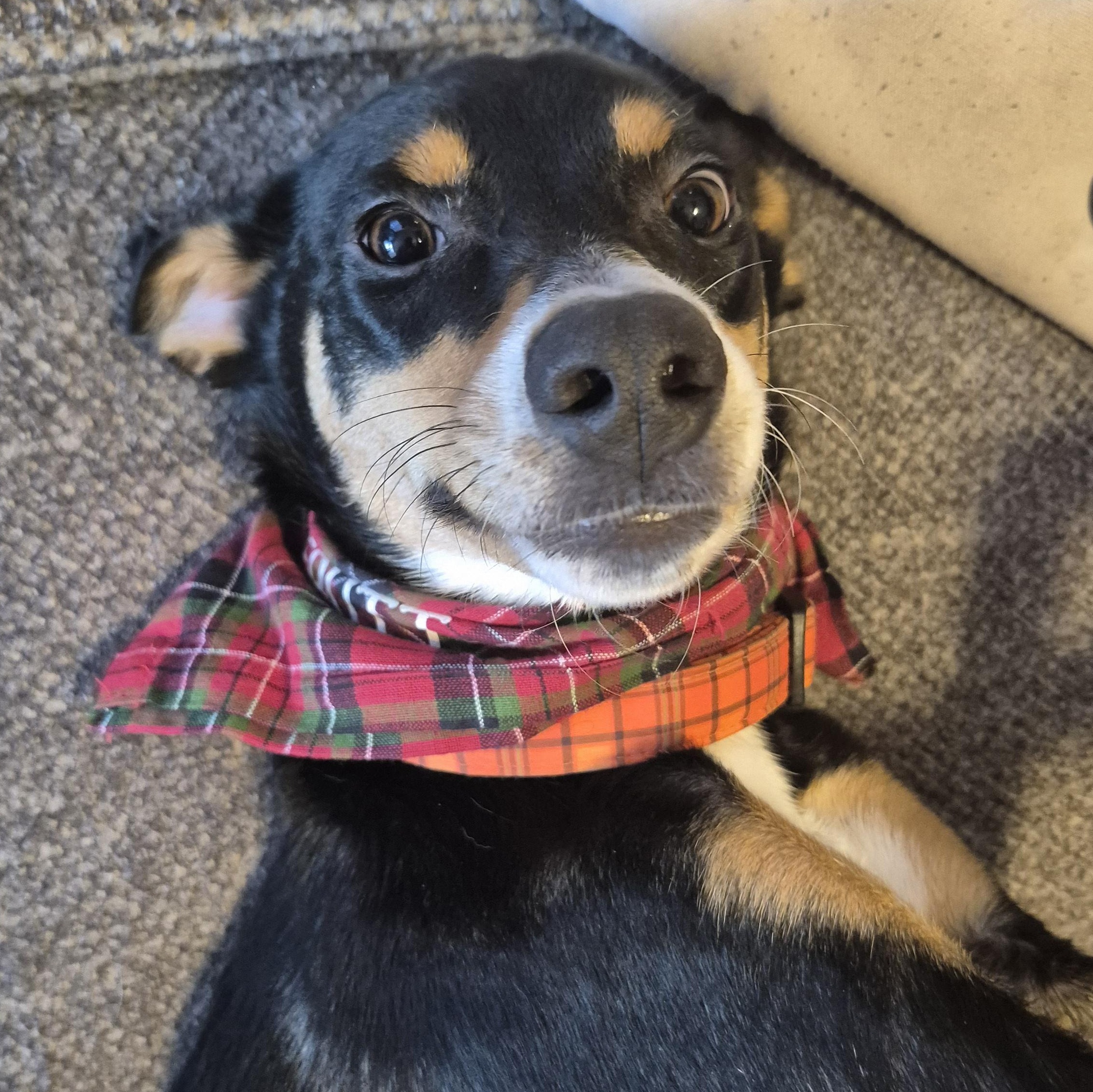 Enlarge Hopper , a Adoptable mixed breed in HANSON, MA image 2/4