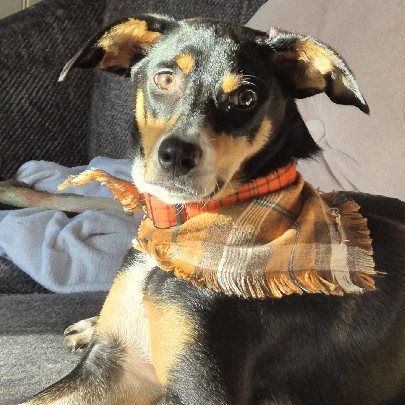 Hopper , Adoptable, Young Male Australian Shepherd & Beagle.