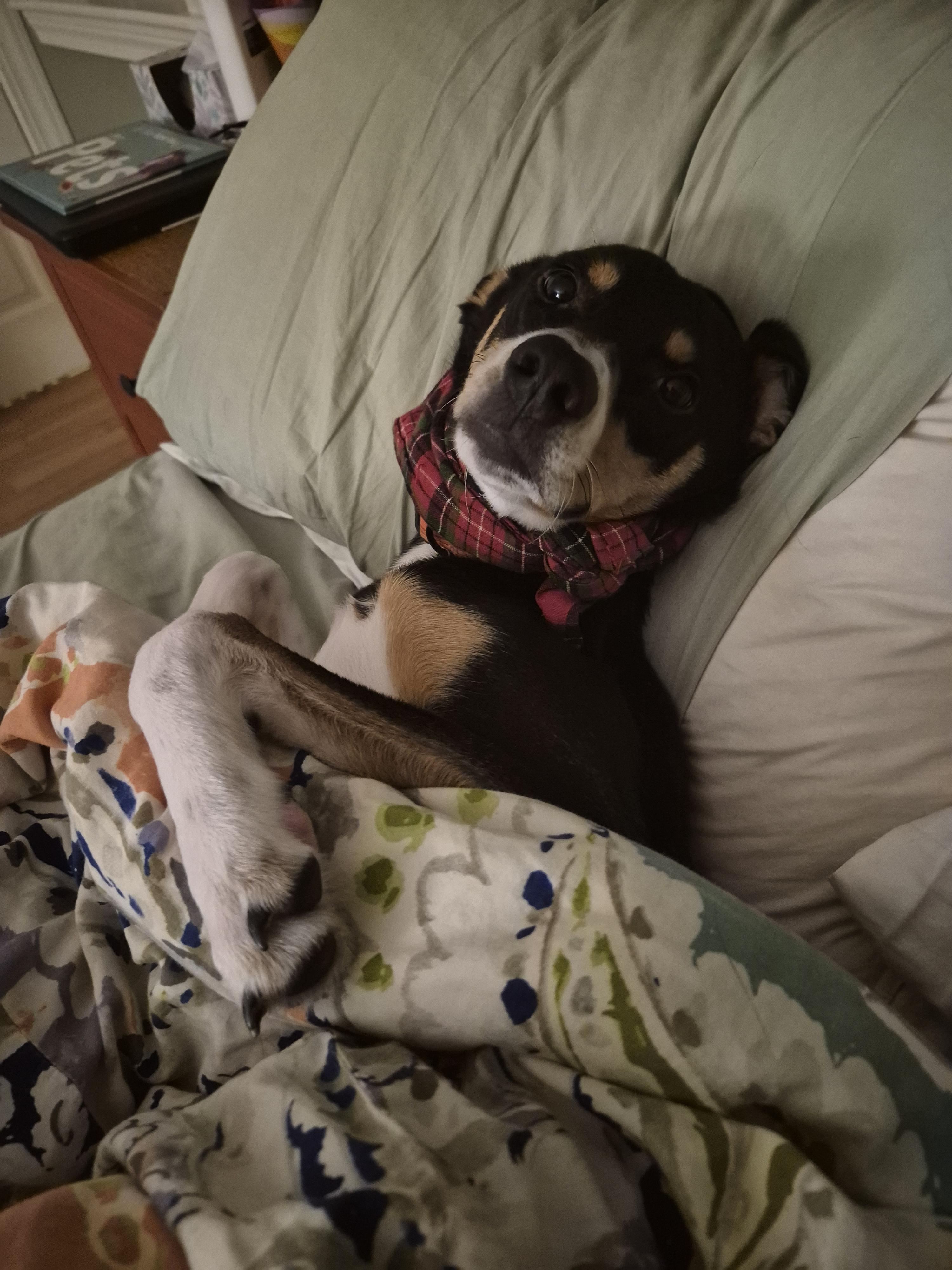 Enlarge Hopper , a Adoptable mixed breed in HANSON, MA image 4/4