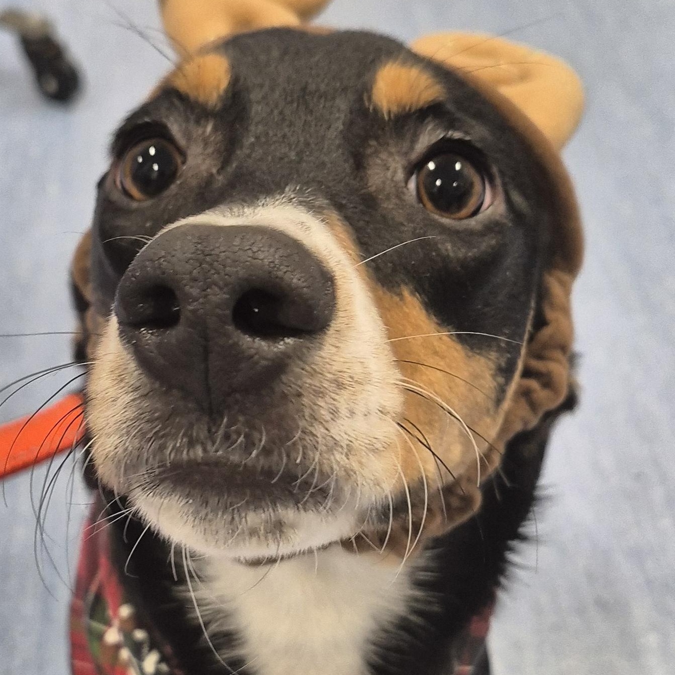 Enlarge Hopper , a Adoptable mixed breed in HANSON, MA image 3/4