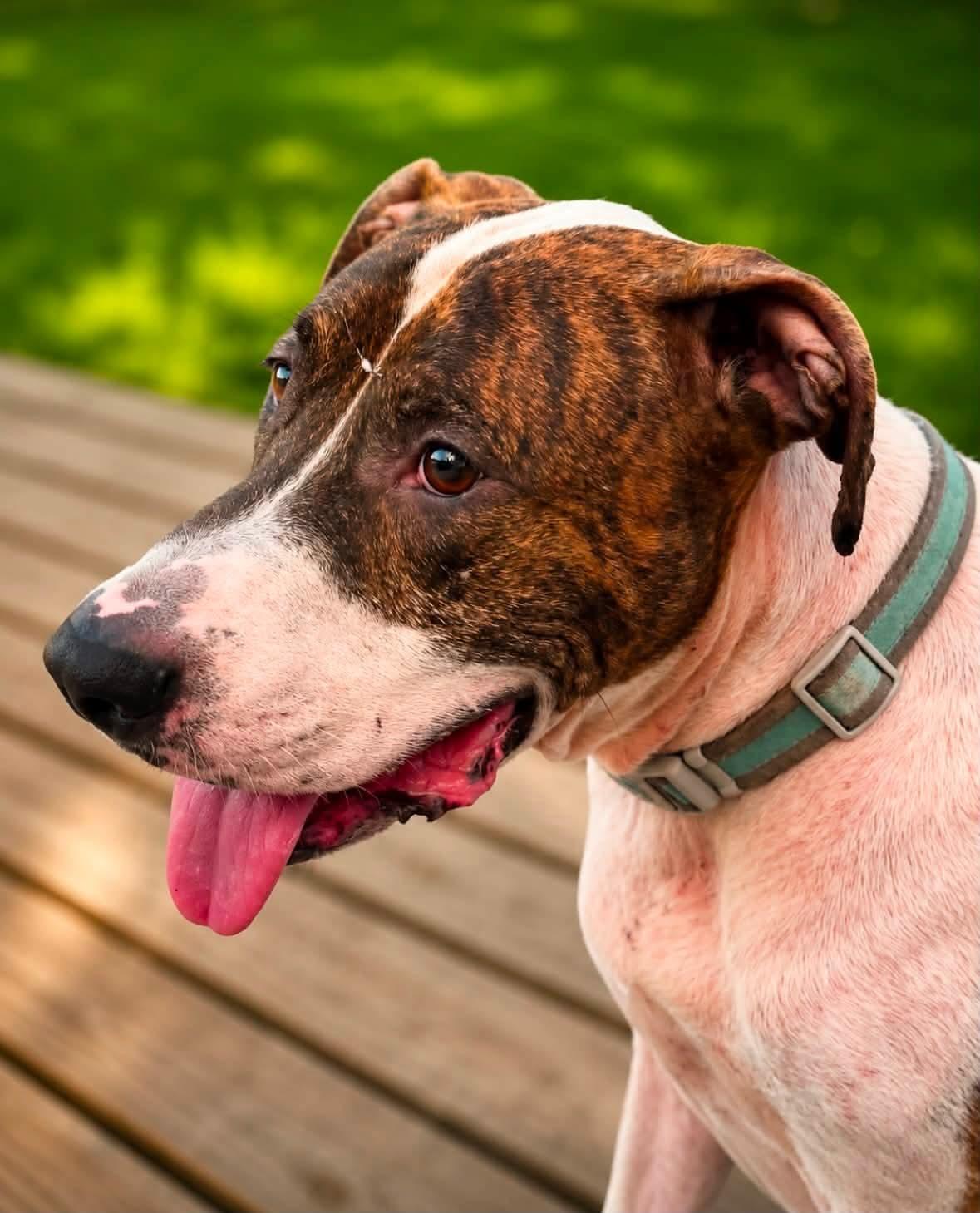Enlarge Chance, a Adoptable mixed breed in Shinnston, WV image 2/5
