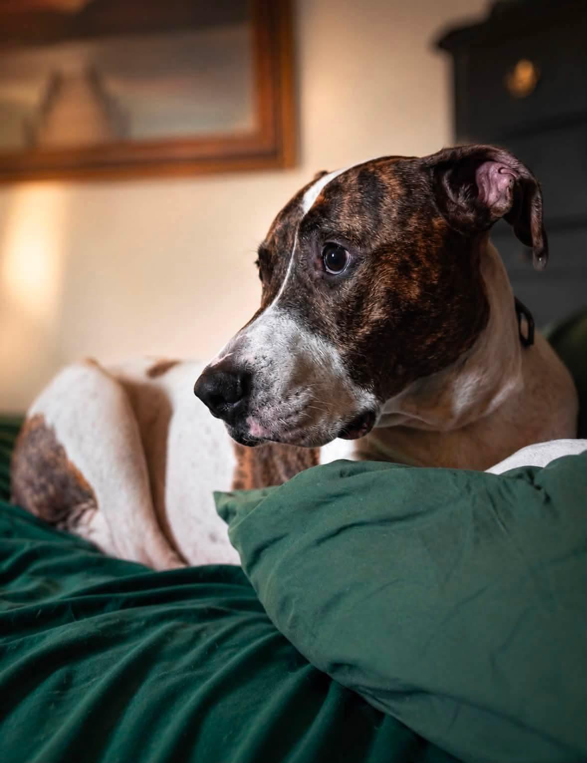 Enlarge Chance, a Adoptable mixed breed in Shinnston, WV image 3/5