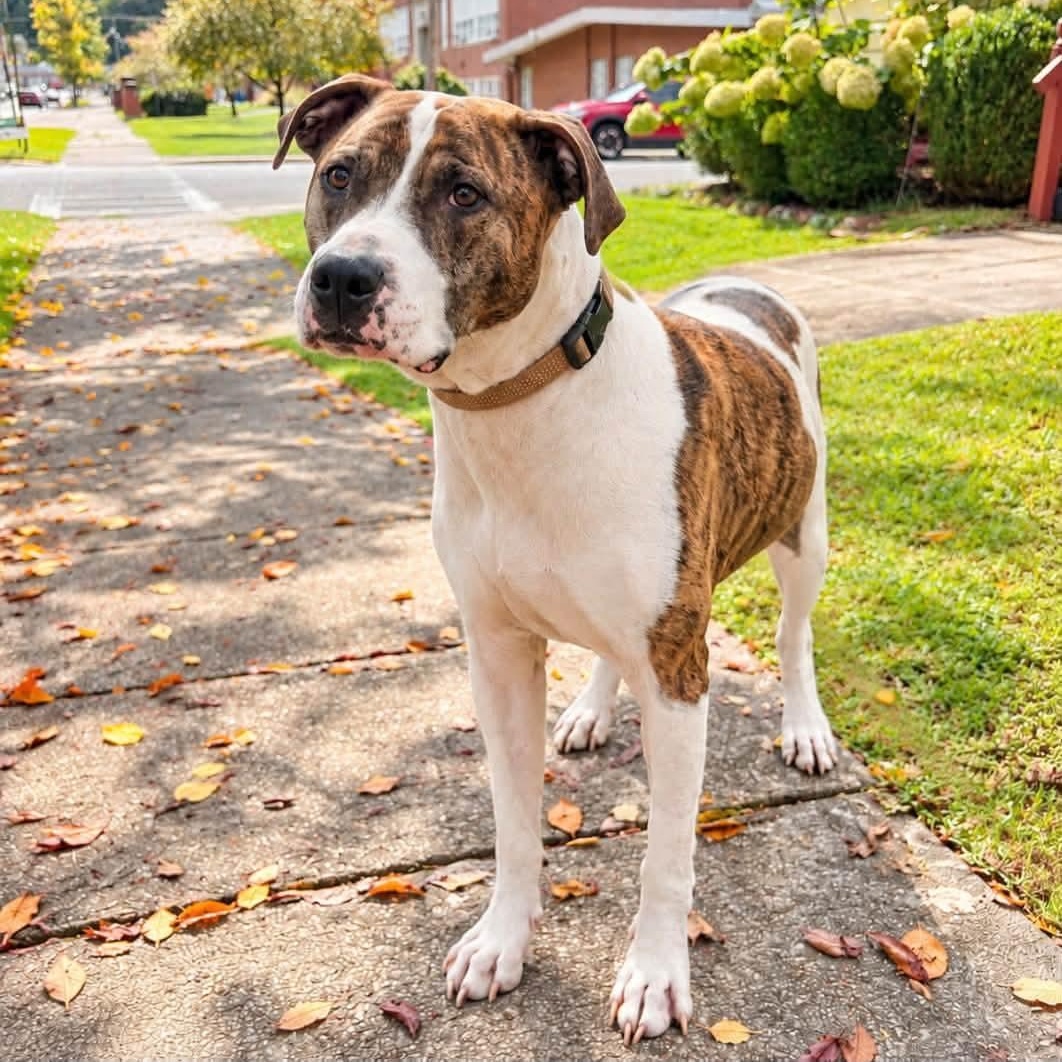 Enlarge Chance, a Adoptable mixed breed in Shinnston, WV image 5/5