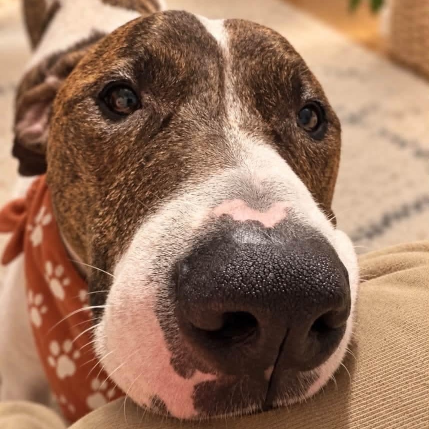 Enlarge Chance, a Adoptable mixed breed in Shinnston, WV image 4/5