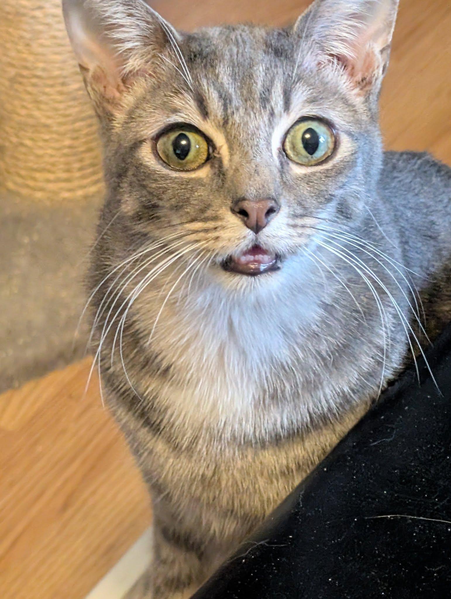 NICKEL, Adoptable, Young Male Tabby.