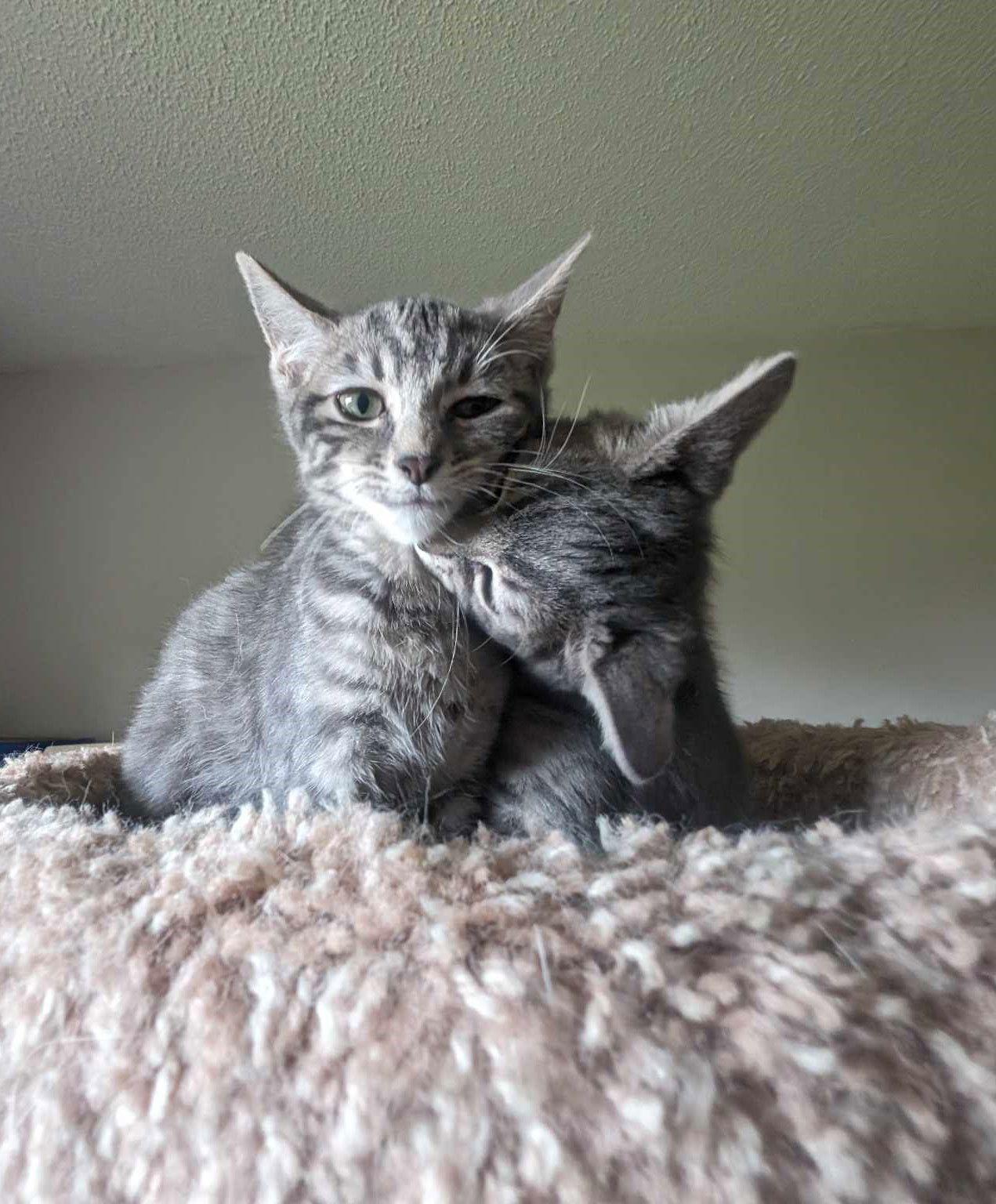 NICKEL, a Adoptable Tabby in Capshaw, AL image 2/3