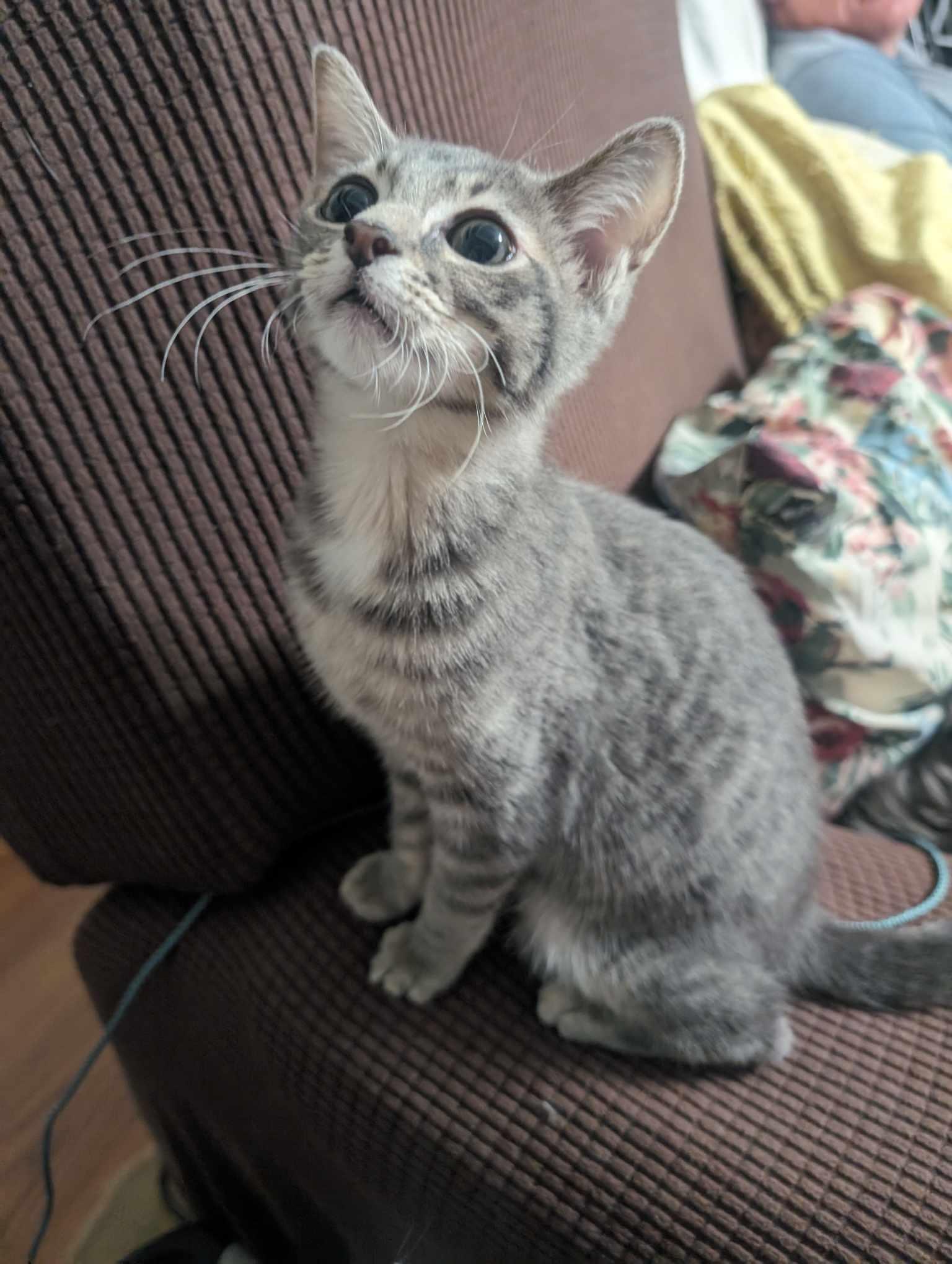 NICKEL, Adoptable, Young Male Tabby.