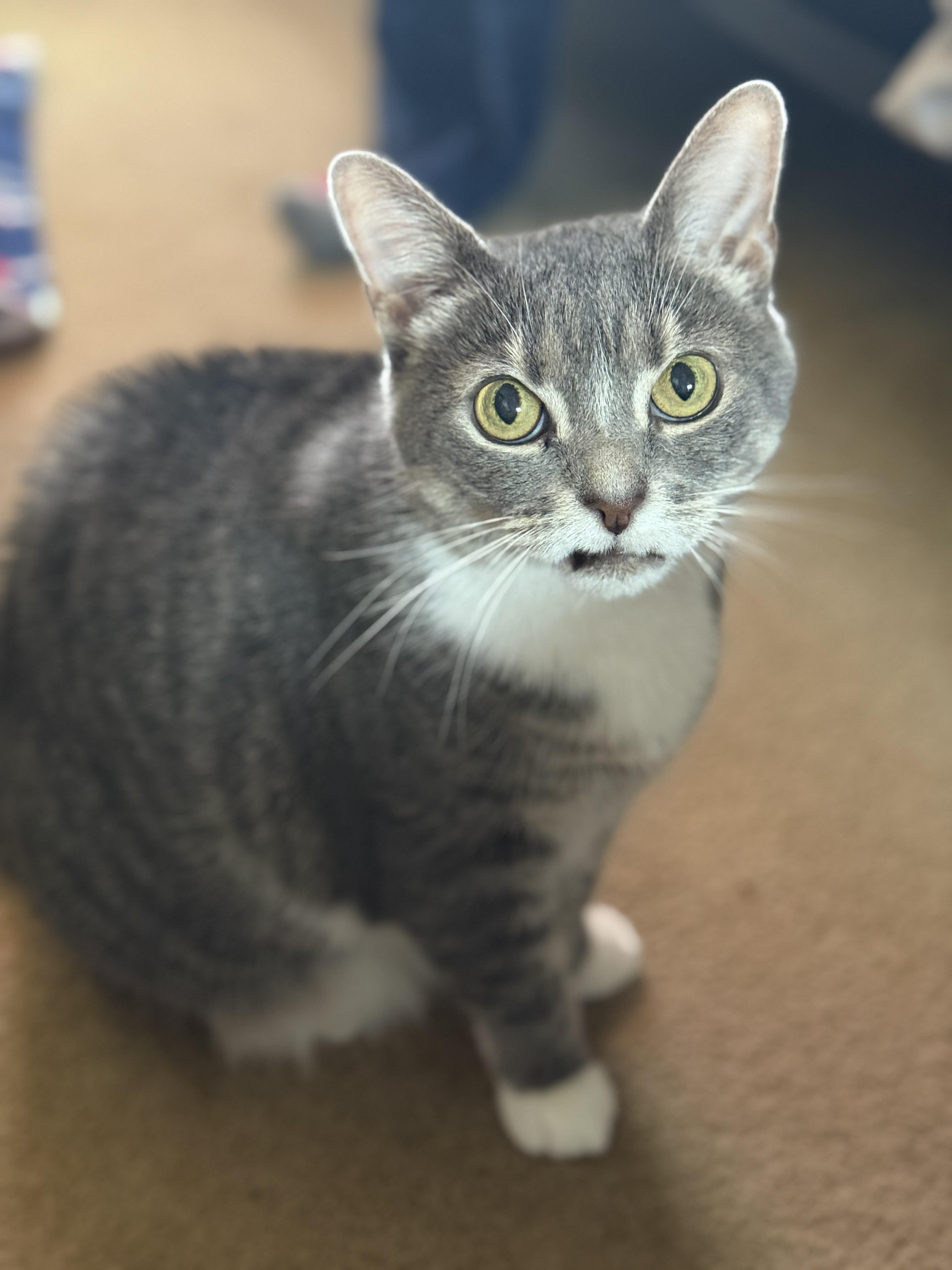 Blair, Adoptable, Senior Female Domestic Short Hair.