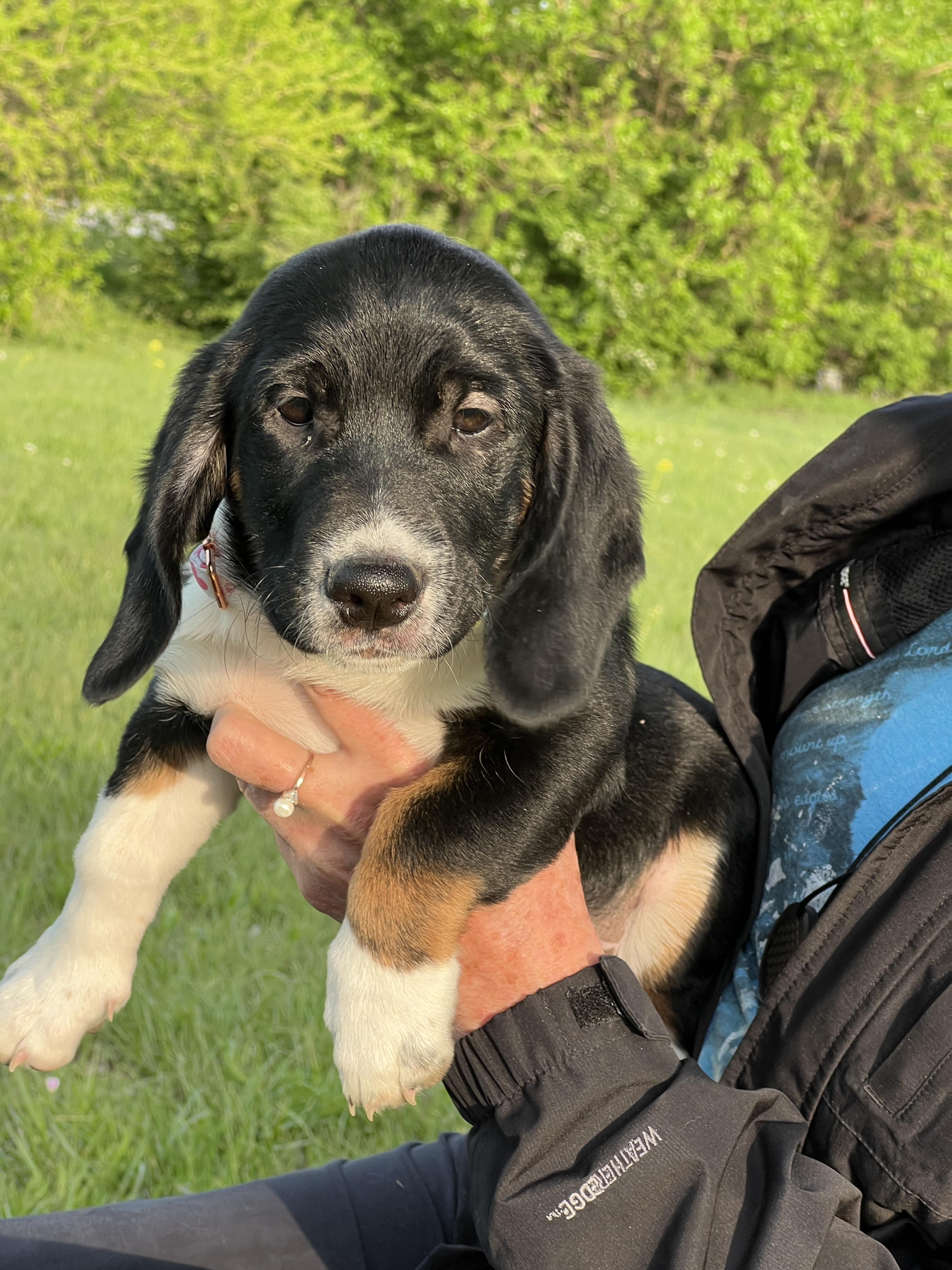 Baby, a ADOPTABLE mixed breed in Auburn, KS image 2/2