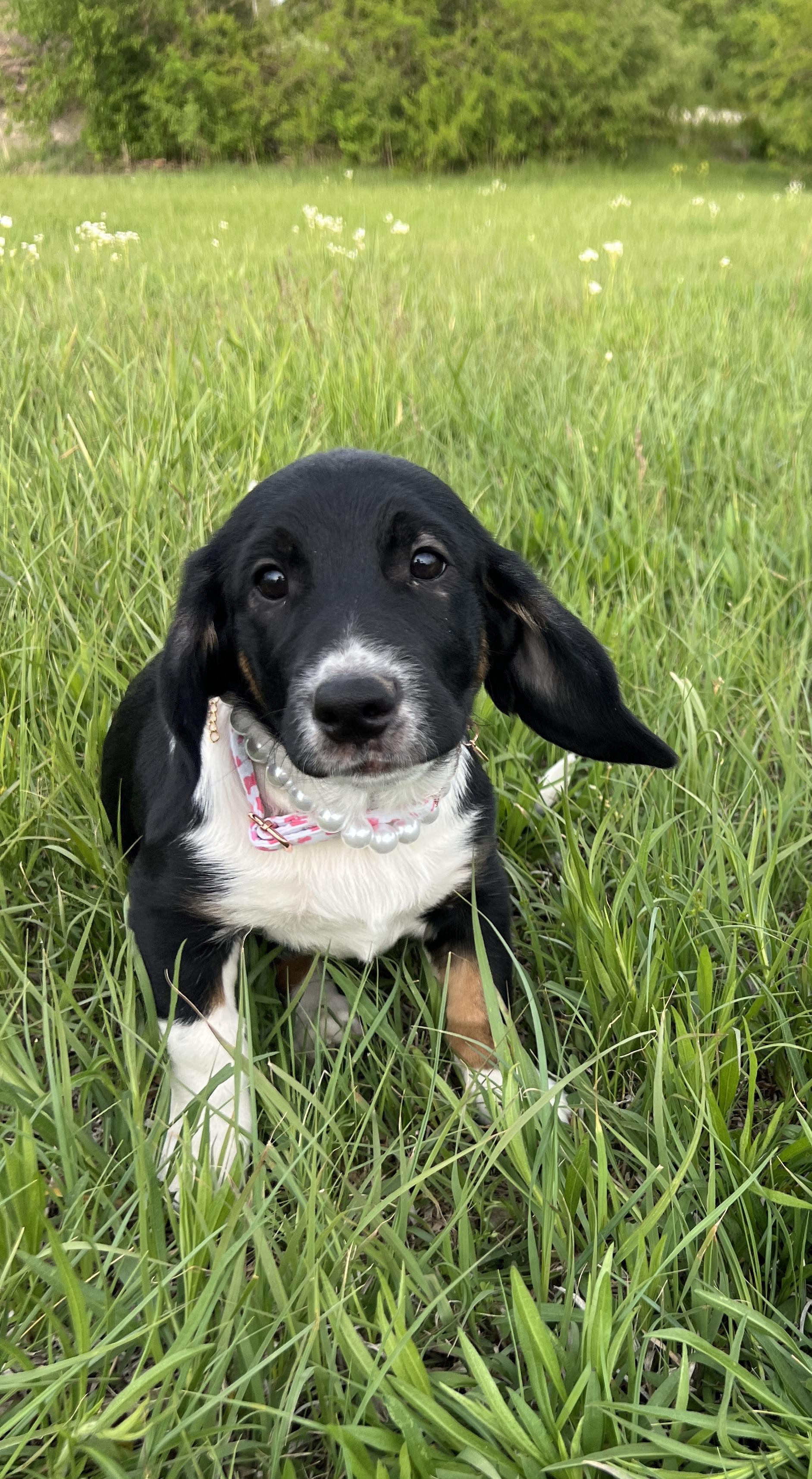 Baby, ADOPTABLE, Young Female Basset Hound & English Bulldog.