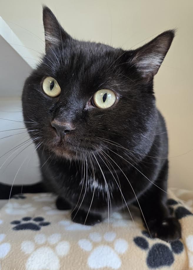 Loki, a ADOPTABLE mixed breed in Bellingham, WA image 3/3