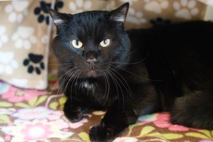 Loki, a ADOPTABLE mixed breed in Bellingham, WA image 1/3