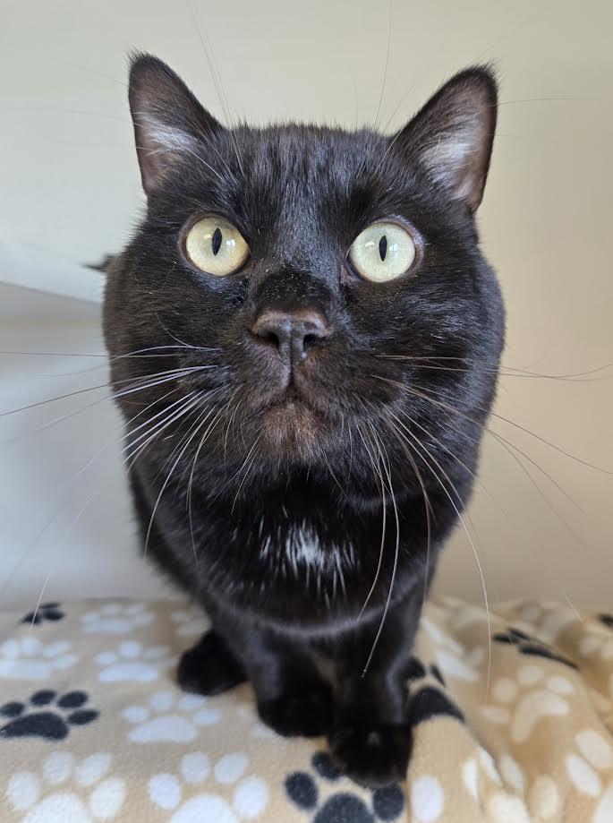 Loki, a ADOPTABLE mixed breed in Bellingham, WA image 2/3