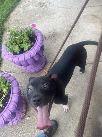 Yeti, Adoptable, Puppy Male Mixed Breed & Mixed Breed.
