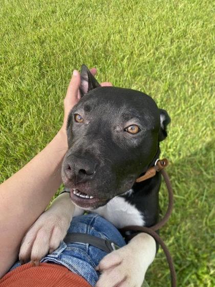 Yeti, a Adoptable mixed breed in Hobart, IN image 3/3