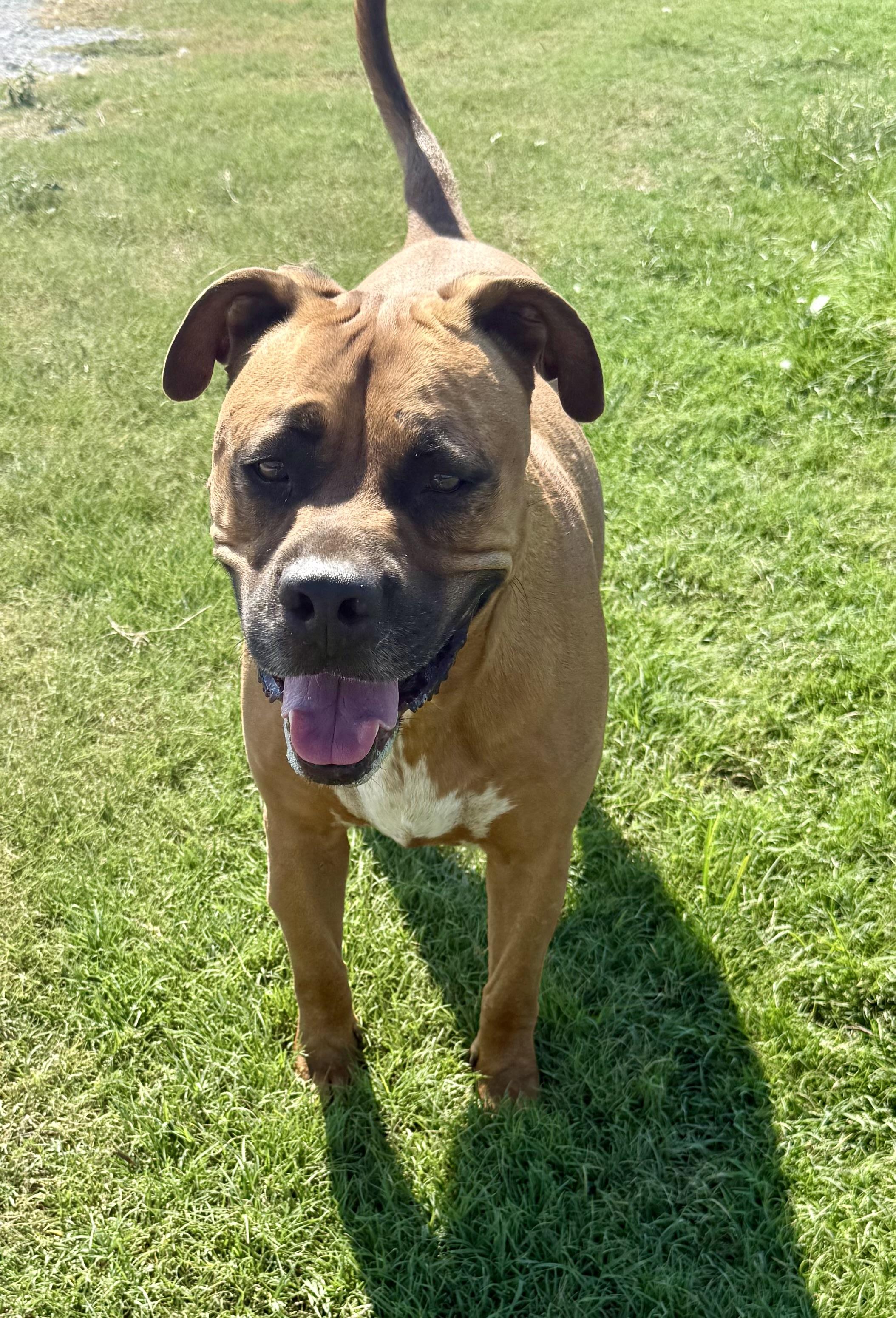 Hercules, an adoptable Bullmastiff in Aquilla, TX, 76622 | Photo Image 1