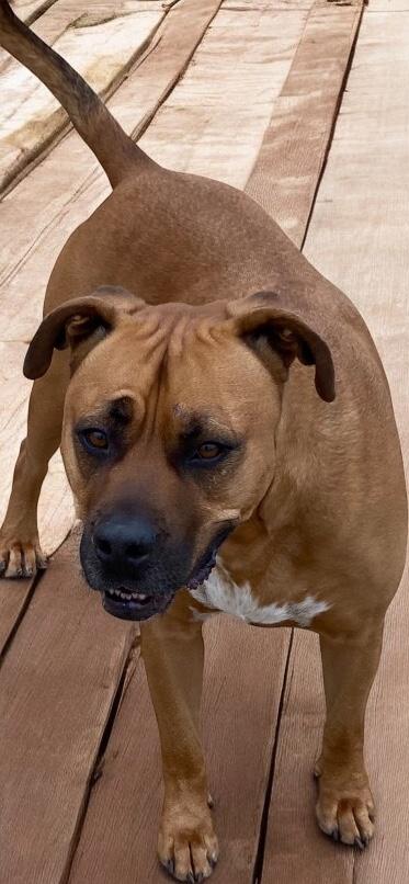 Hercules, an adoptable Bullmastiff in Aquilla, TX, 76622 | Photo Image 1