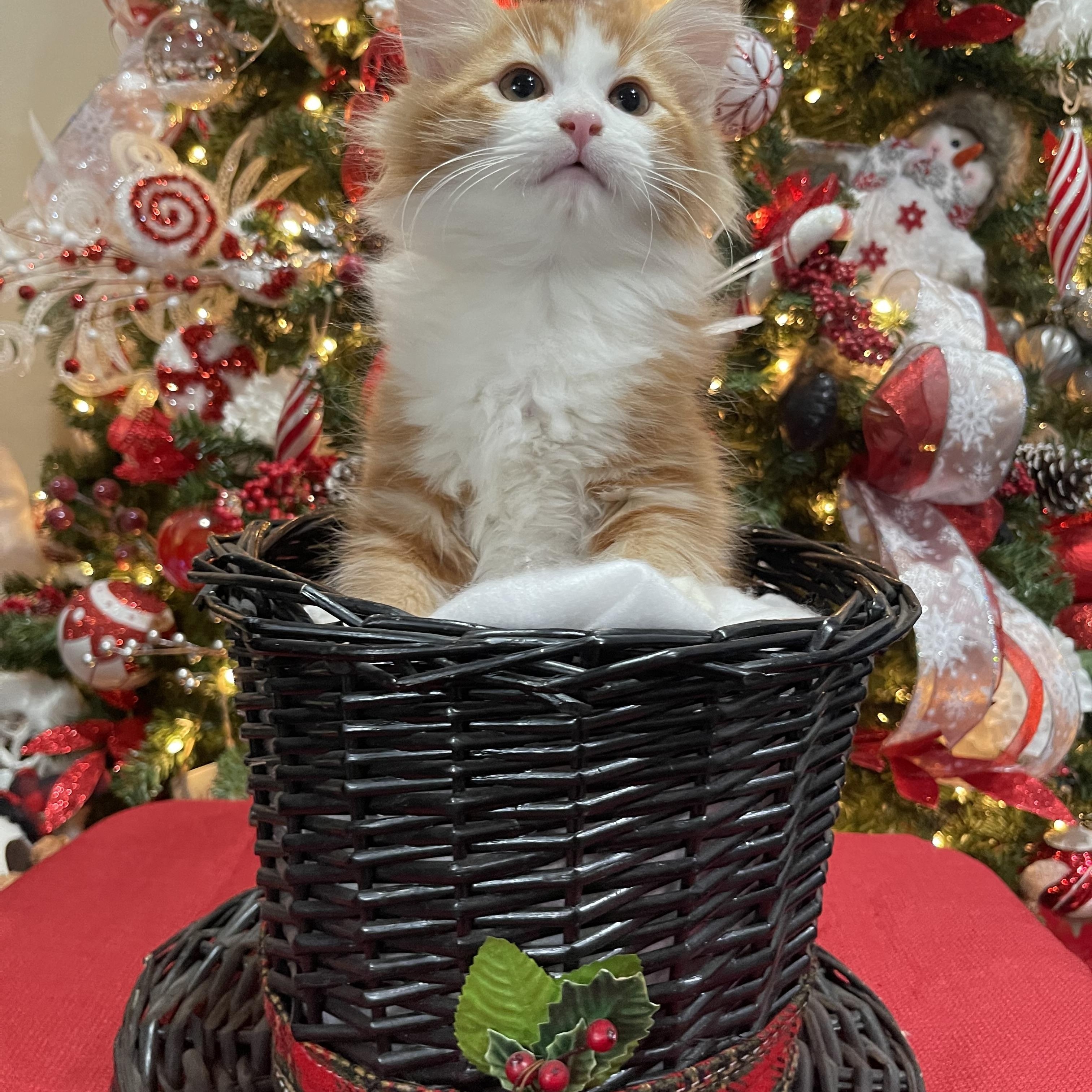 Enlarge Donatello, a Adopted Domestic Long Hair in Torrance, CA image 1/3