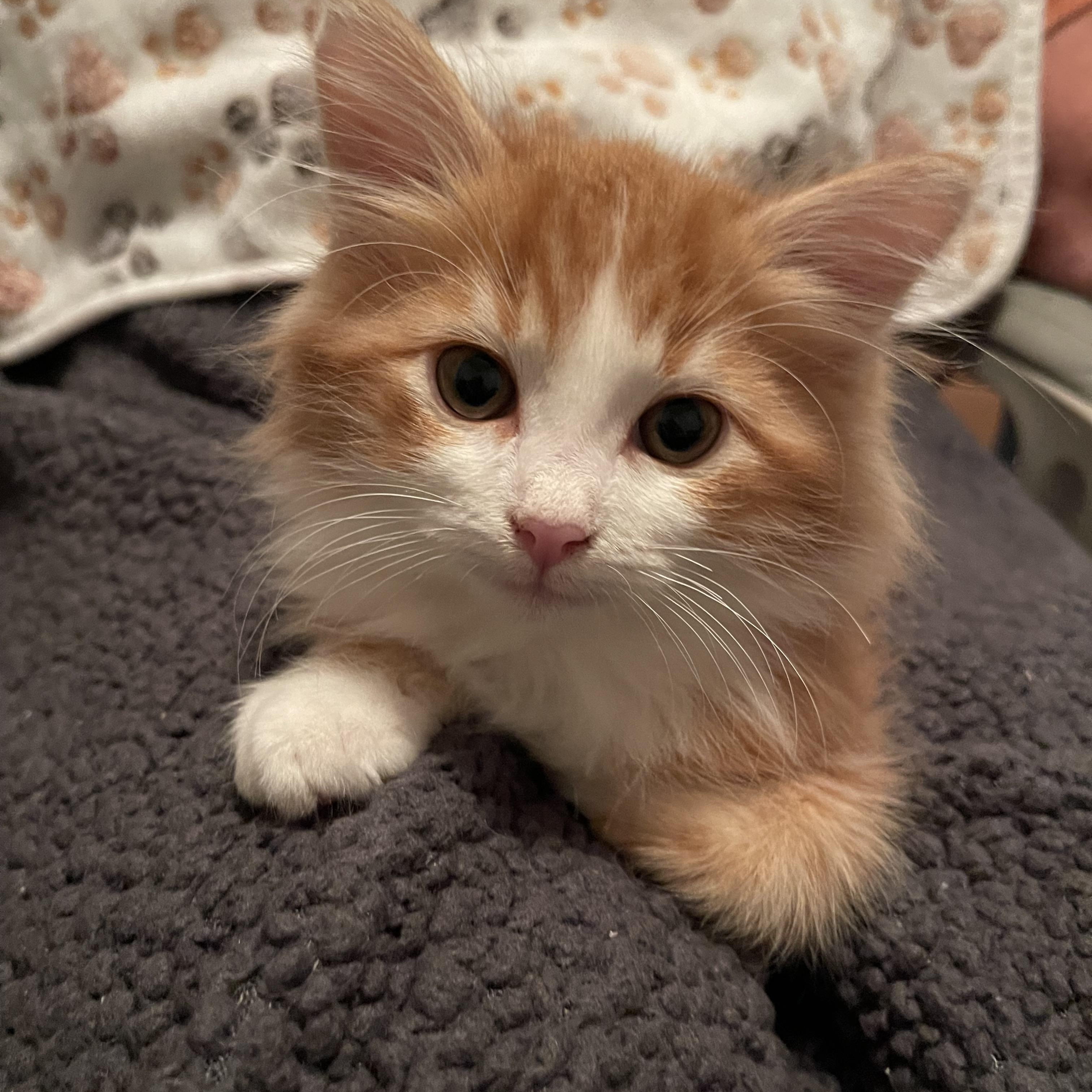 Enlarge Donatello, a Adopted Domestic Long Hair in Torrance, CA image 2/3