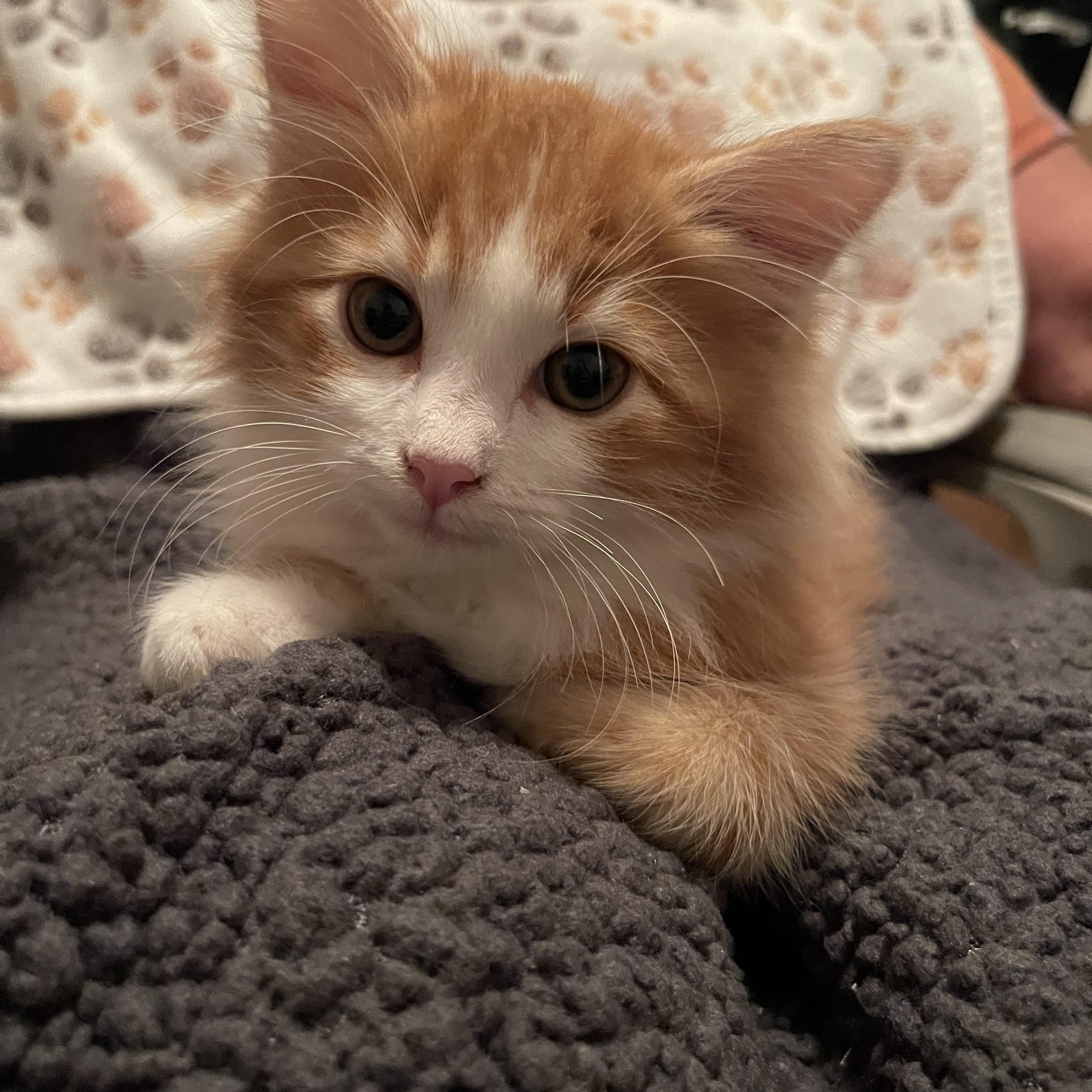 Enlarge Donatello, a Adopted Domestic Long Hair in Torrance, CA image 3/3