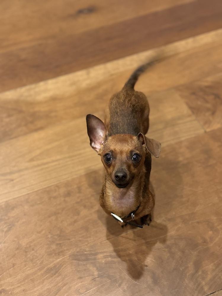 Enlarge Louisa, a Adoptable mixed breed in Richmond, TX image 1/1